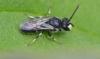 Hylaeus sp.